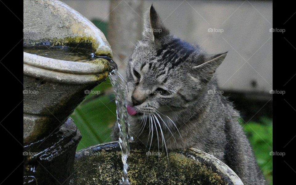 Thirsty kitty