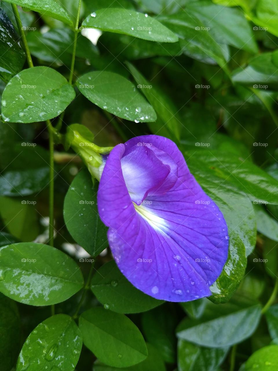 Clitoria ternatea flower is a natural purple color.