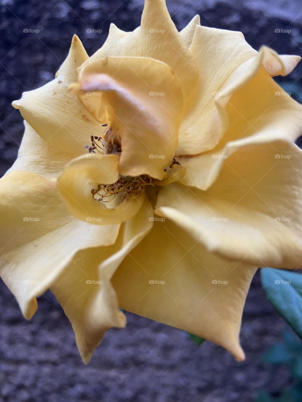 yellow Rose