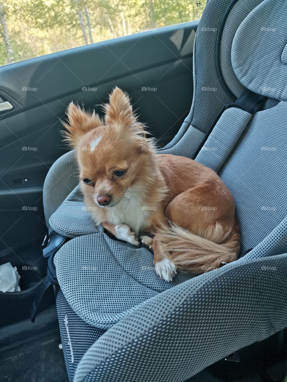 Чихуахуа в машине