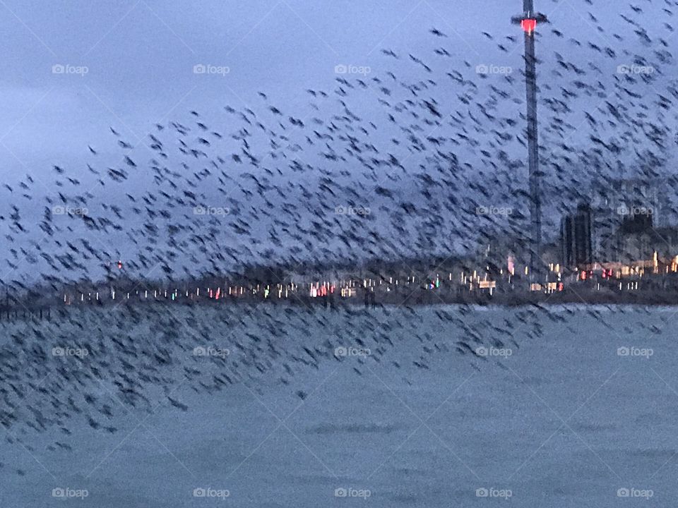A pic taken in the Evening of flock of Starlings 