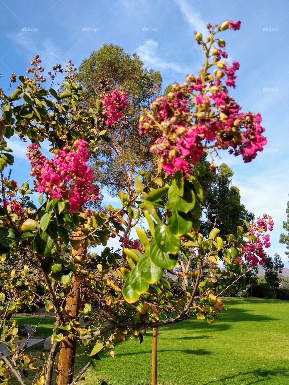 Blooming crepe myrtle at a local neighborhood park in El Cajon, CA.