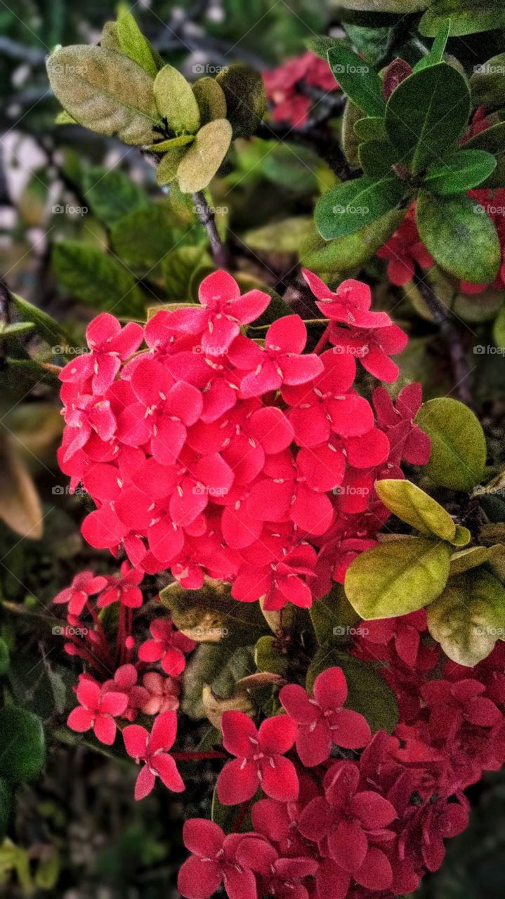 ixora tropical flower