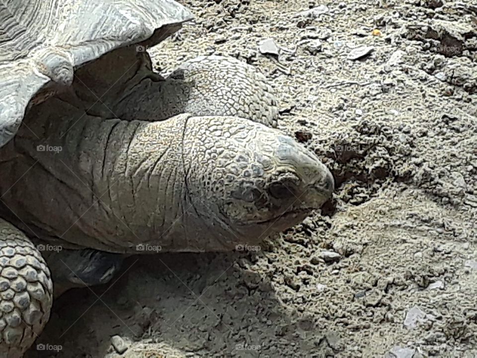 Aldabra Turtle 