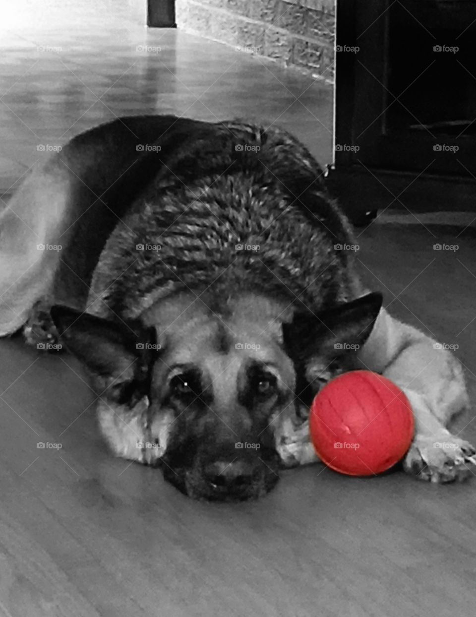 My dog's favorite ball