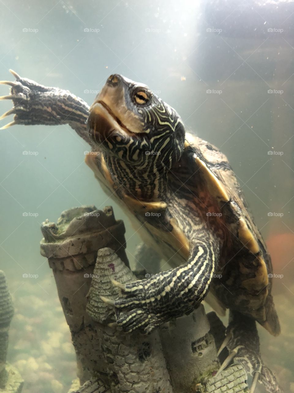 Tamara splash turtle has a cool pose