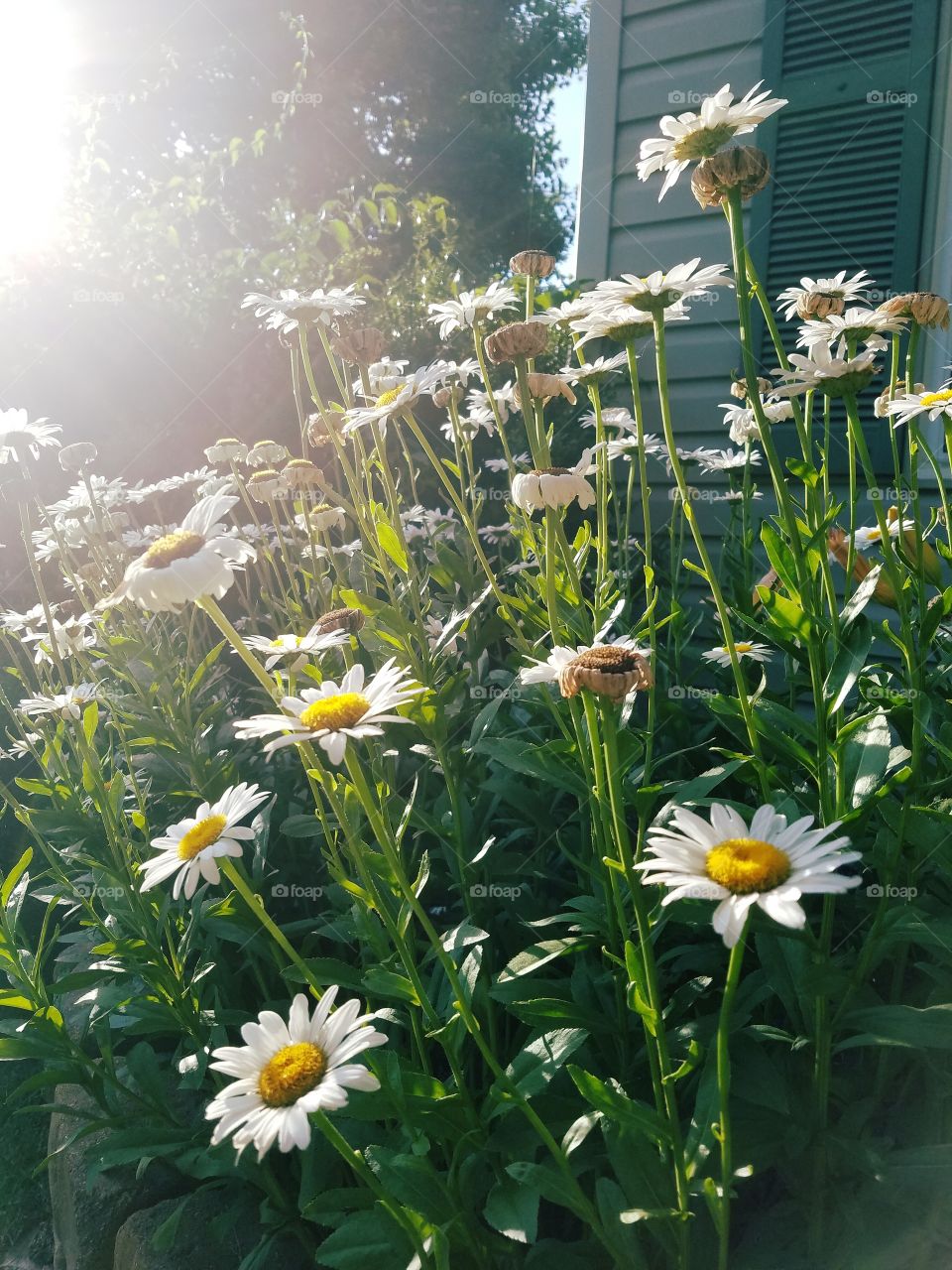 Daisies