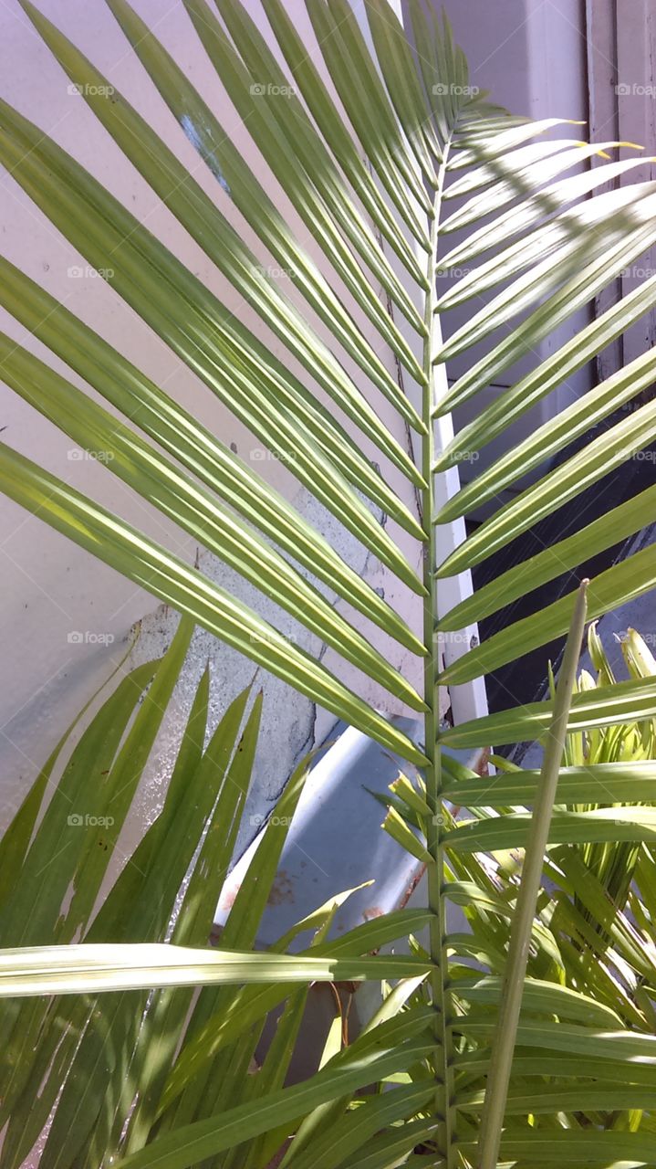 Macro palm frond, showing the symmetry of leaf structure.
