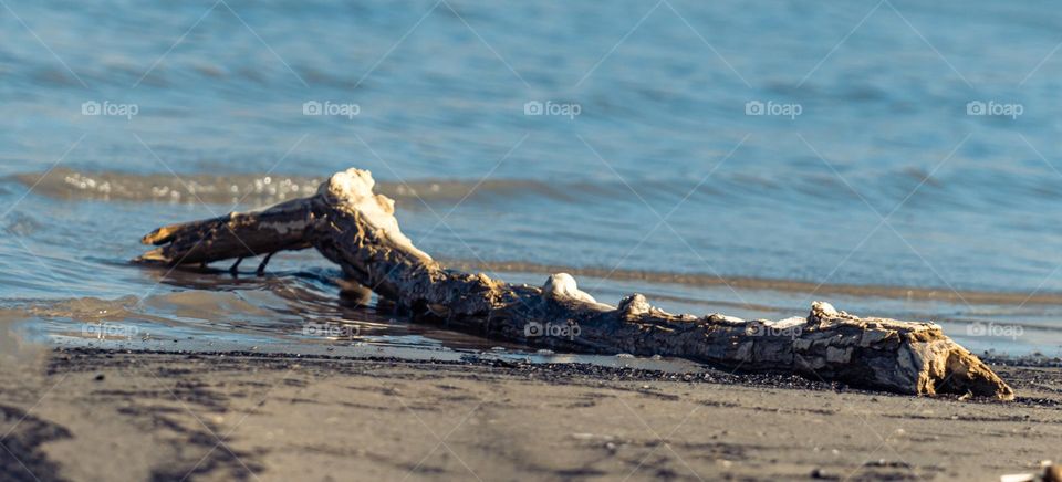 Drift log on lake shore