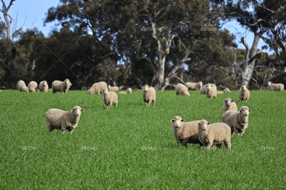 Flock Australian wooly sheep, lambs and ewes in green meadow pasture field, South Australia, pastoral, grazing, wool and lamb production