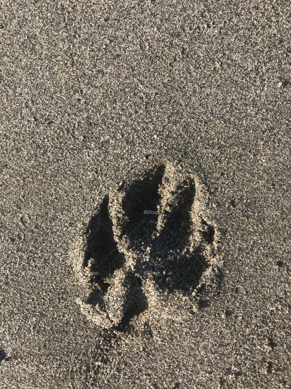 Waterdog paw print 