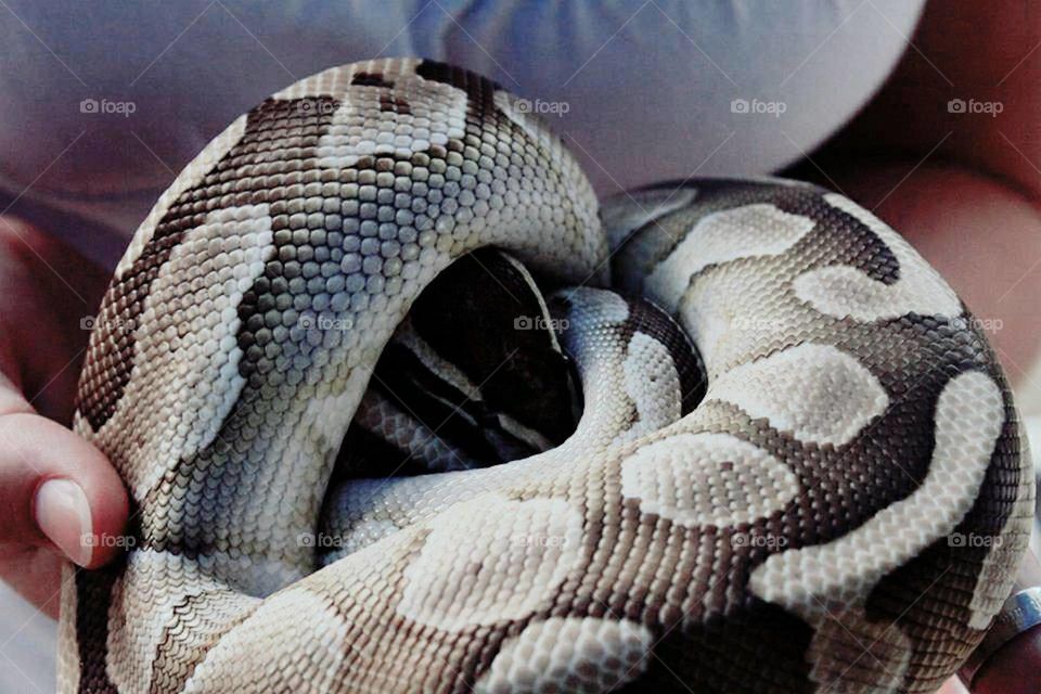 beautiful snake