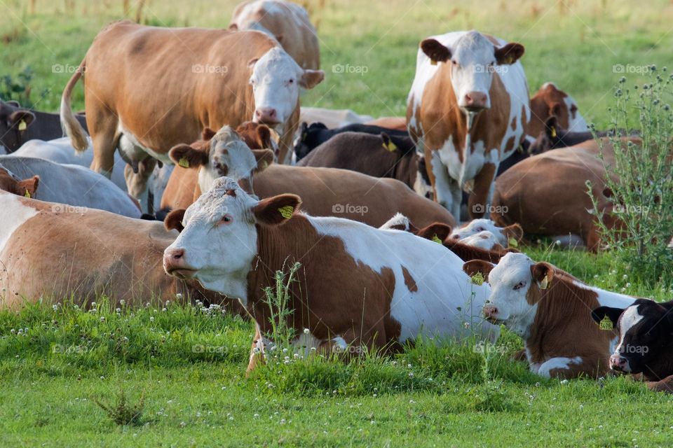 Cows resting on pasture