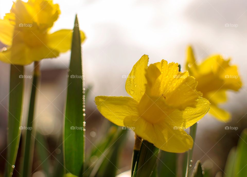 Daffodils