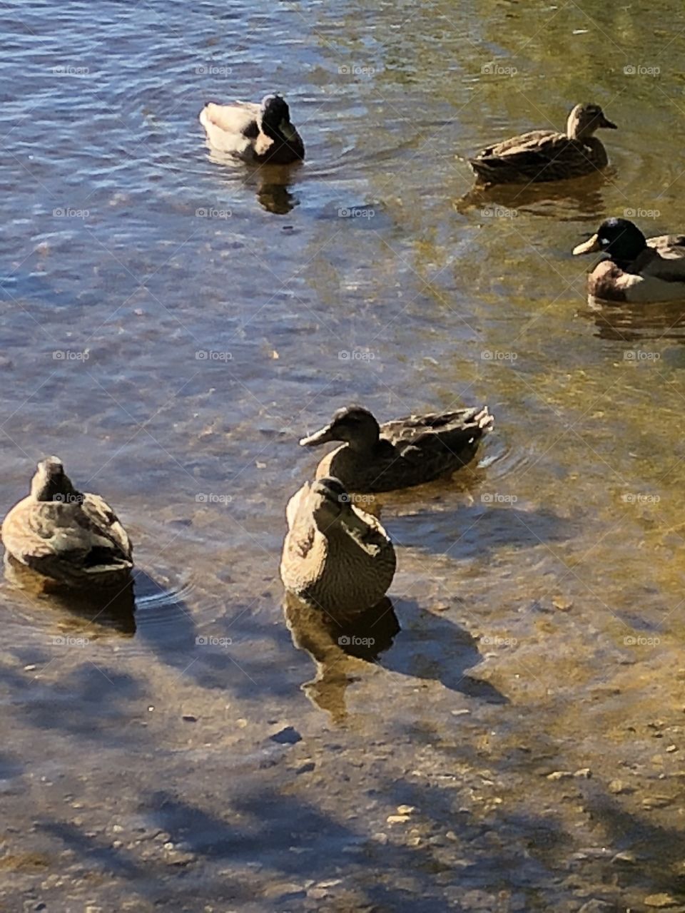 Ducks closeup