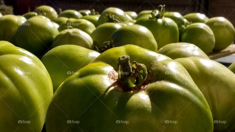 View of green tomatoes