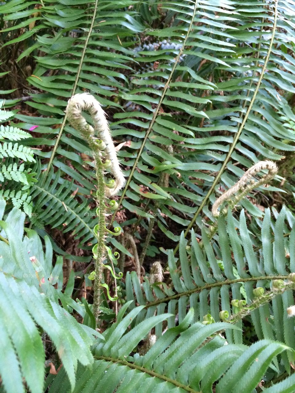 Fiddlehead OR. Fern