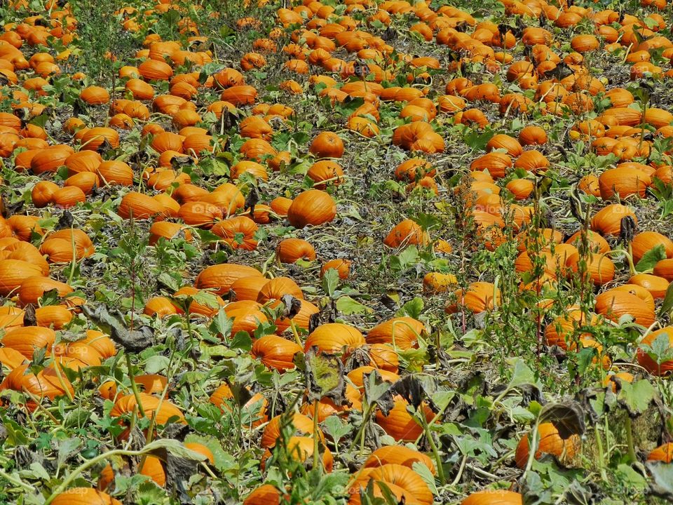 Pumpkins Growing In A Field. Orange Pumpkins Growing In The Autumn
