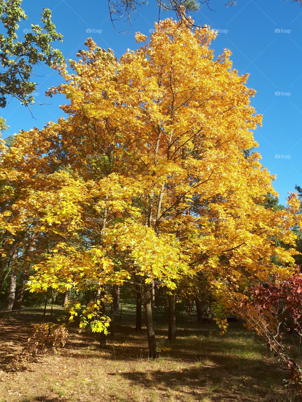 Autumn park. Yellow trees