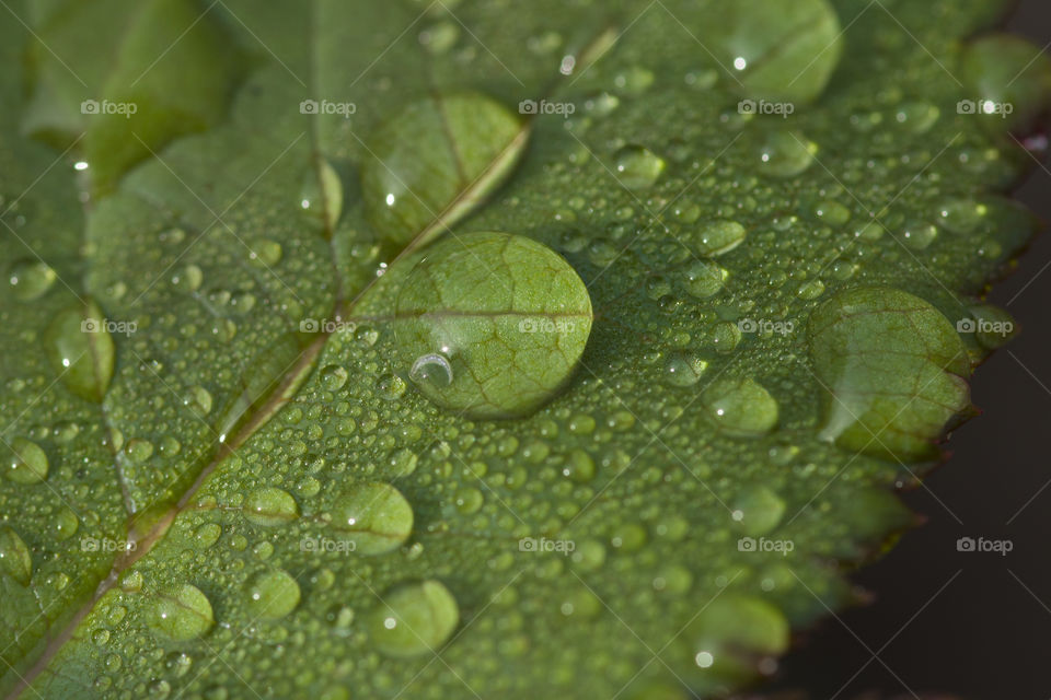 close up of dew drops on a green leaf.  amazing world around us concept