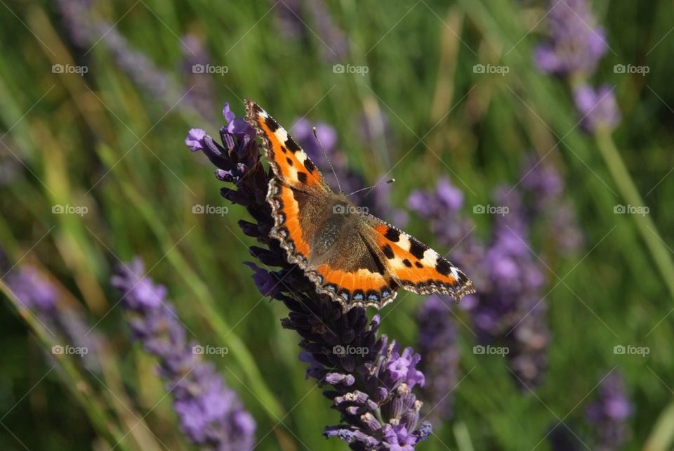 Butterfly close-up