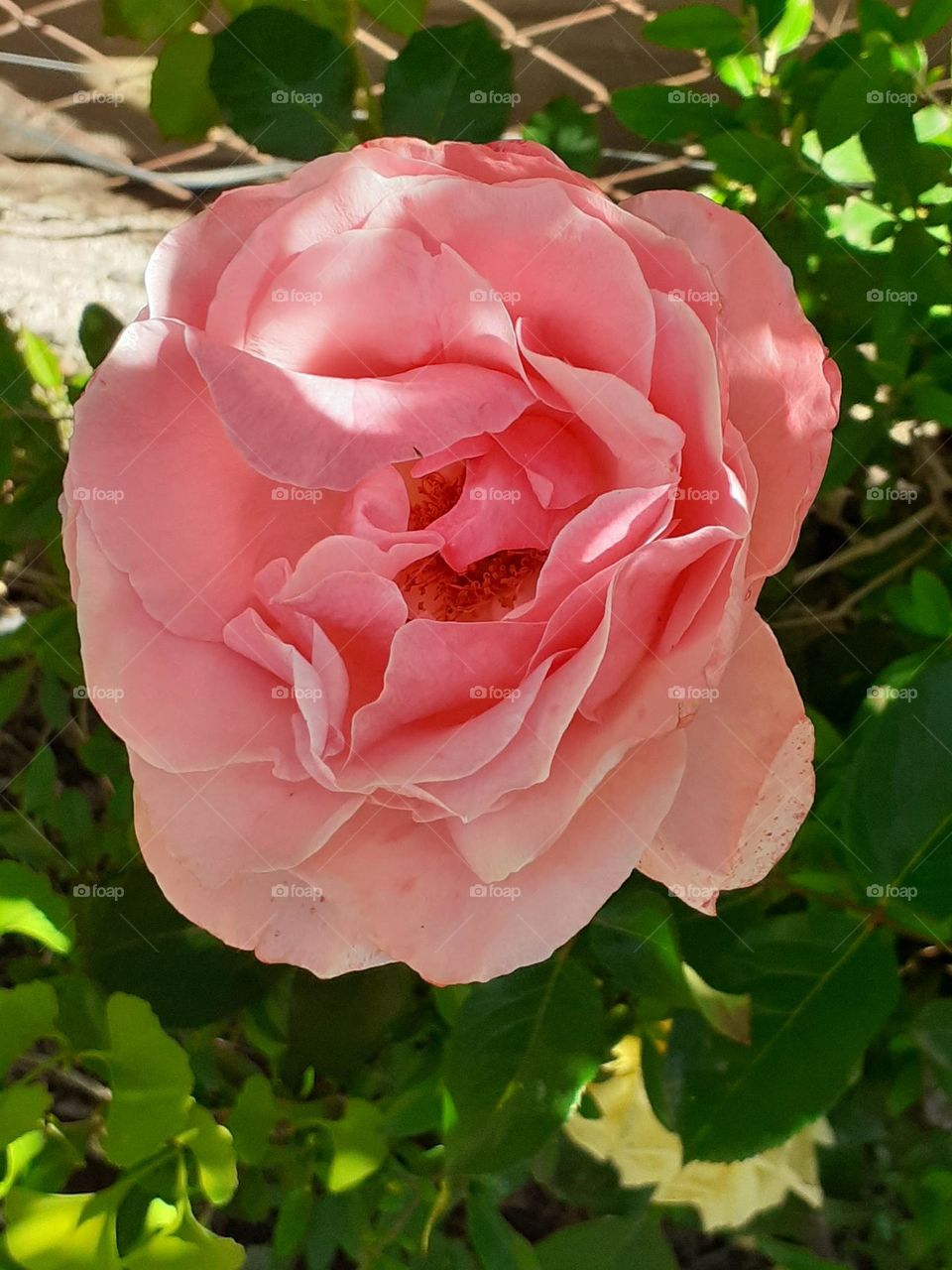 la rosa rosa