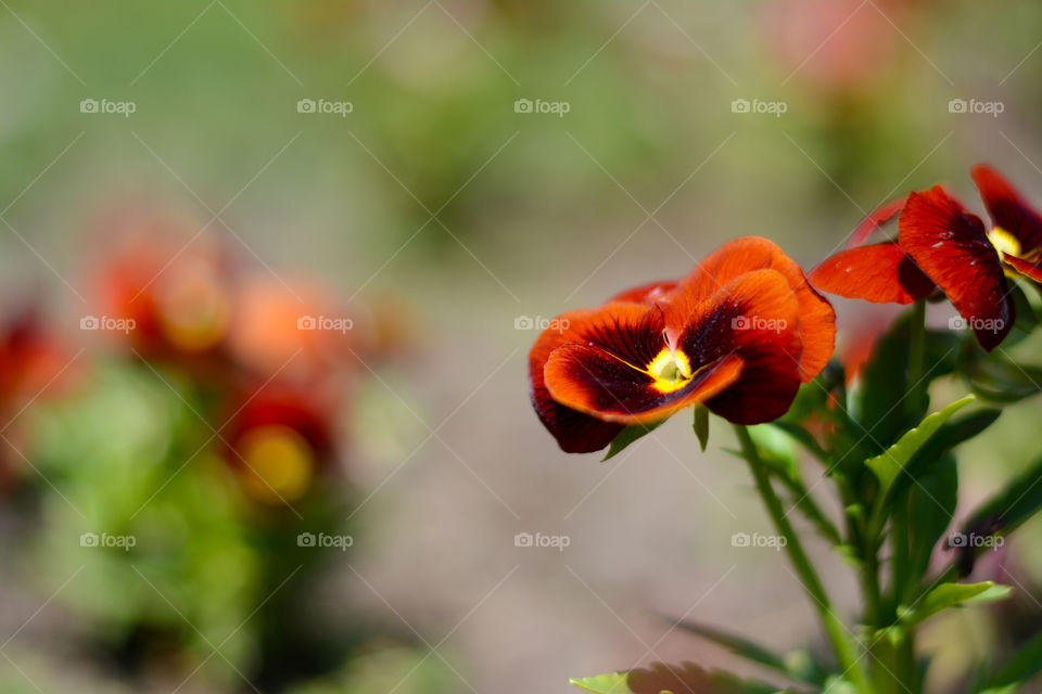 Black and red flower in garden. Photographed in city center nature park in Szeged, Hungary, Europe