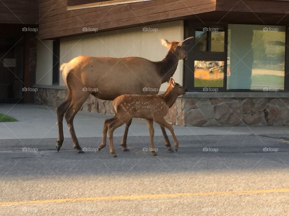 Elk and her youngster walking in front of local elementary school