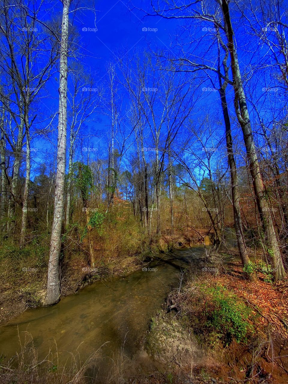 Early Spring Morning