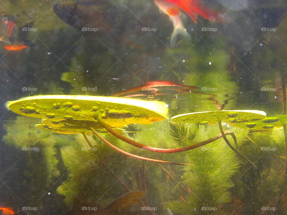 lily pads underwater