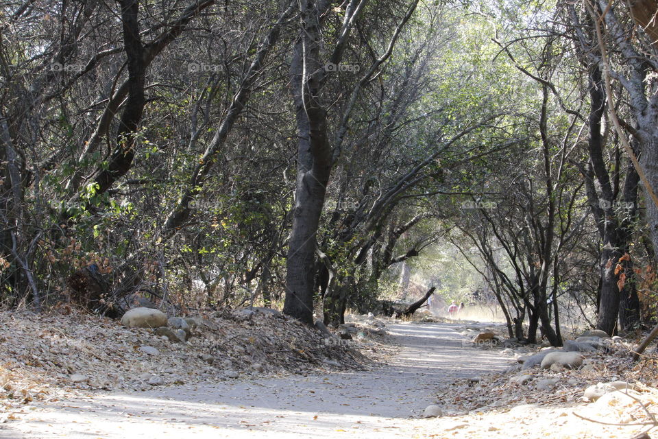 nature path