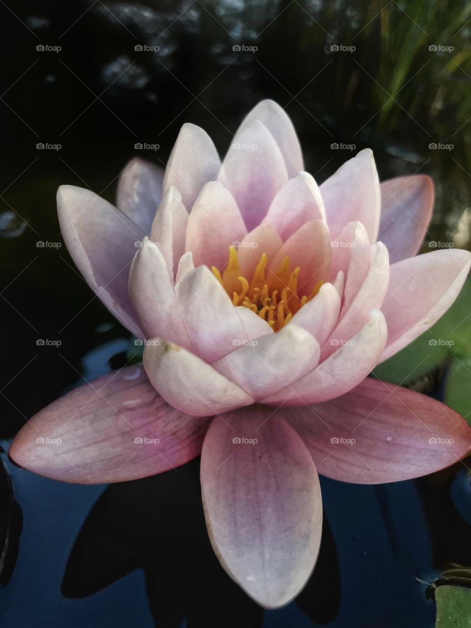 Lotus water lily