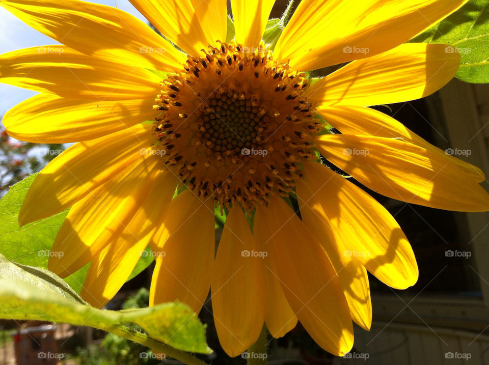 SUN FLOWERS