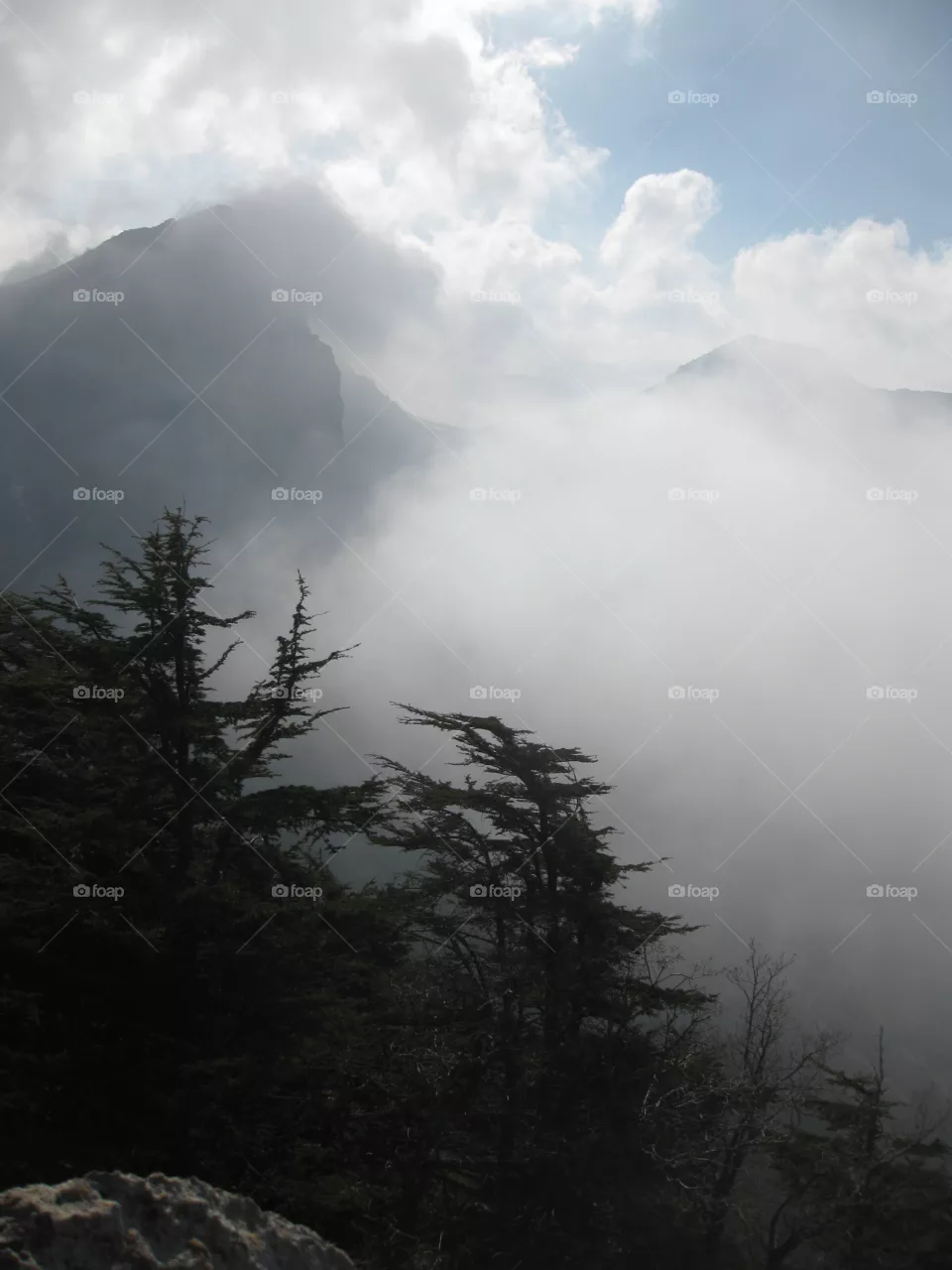 Fog