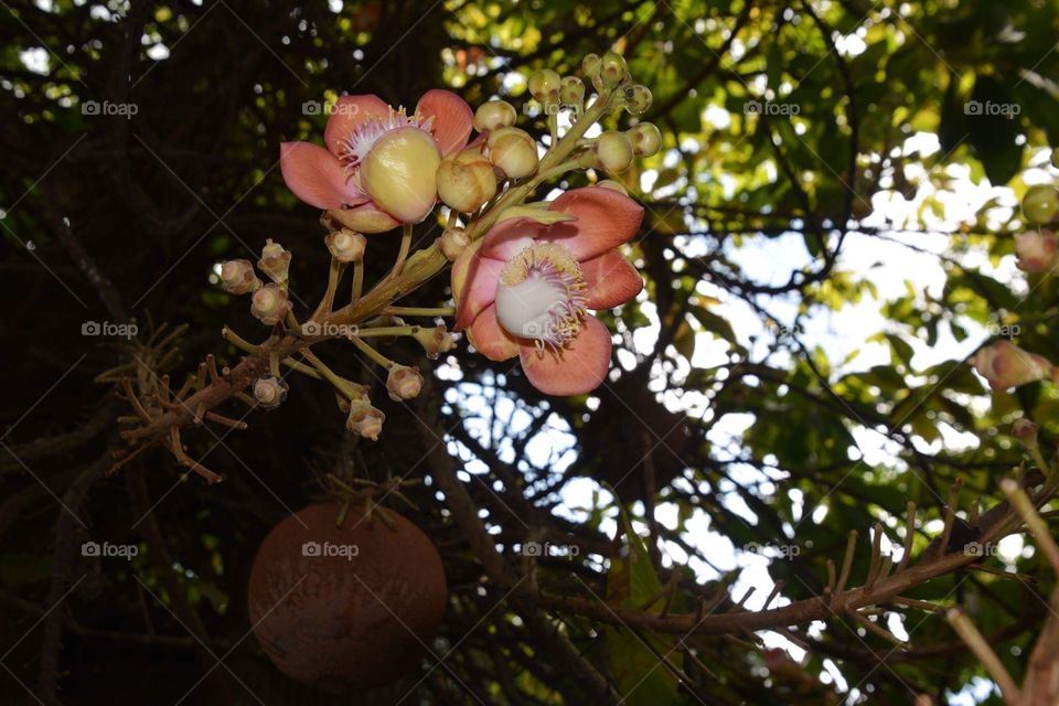 Couroupita flowers, locally known as Ingyin