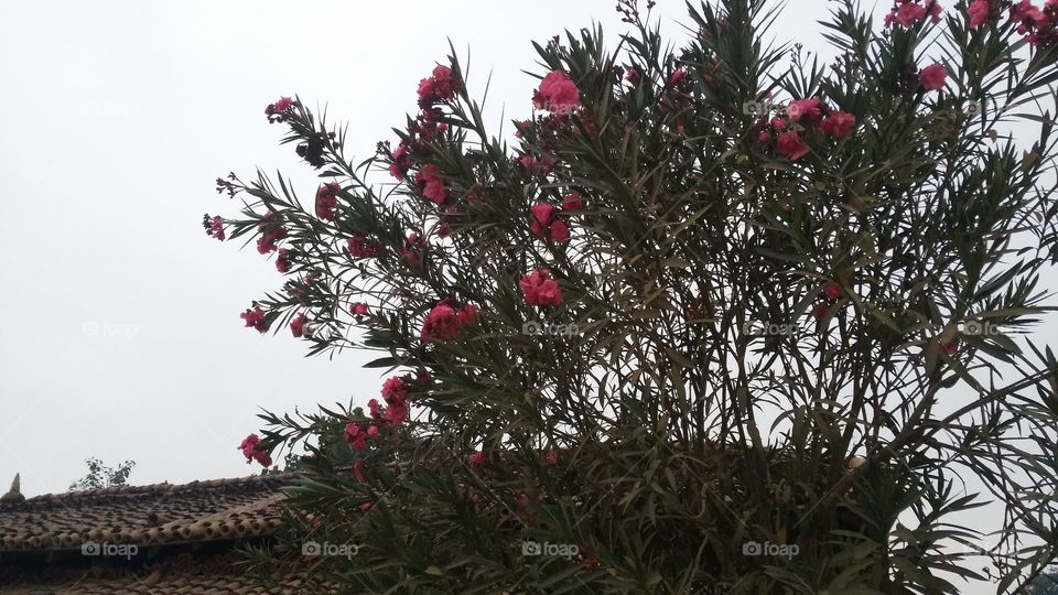 A beautiful sceane of flowers in the evening time.