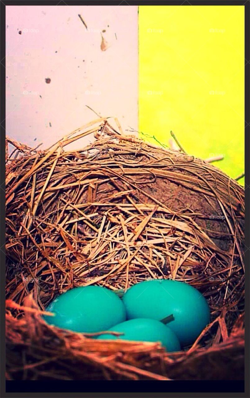 Robin Eggs