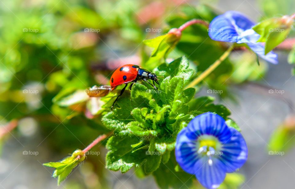 Ladybug