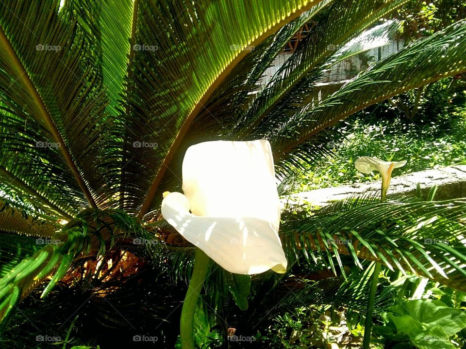 Zantedeschia aethiopica or calla lily behind a palm tree in a garden of the Italian island of Ischia
