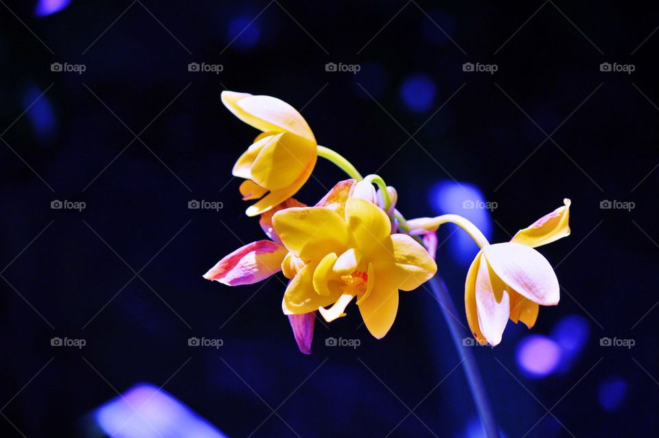 Beautiful yellow flower