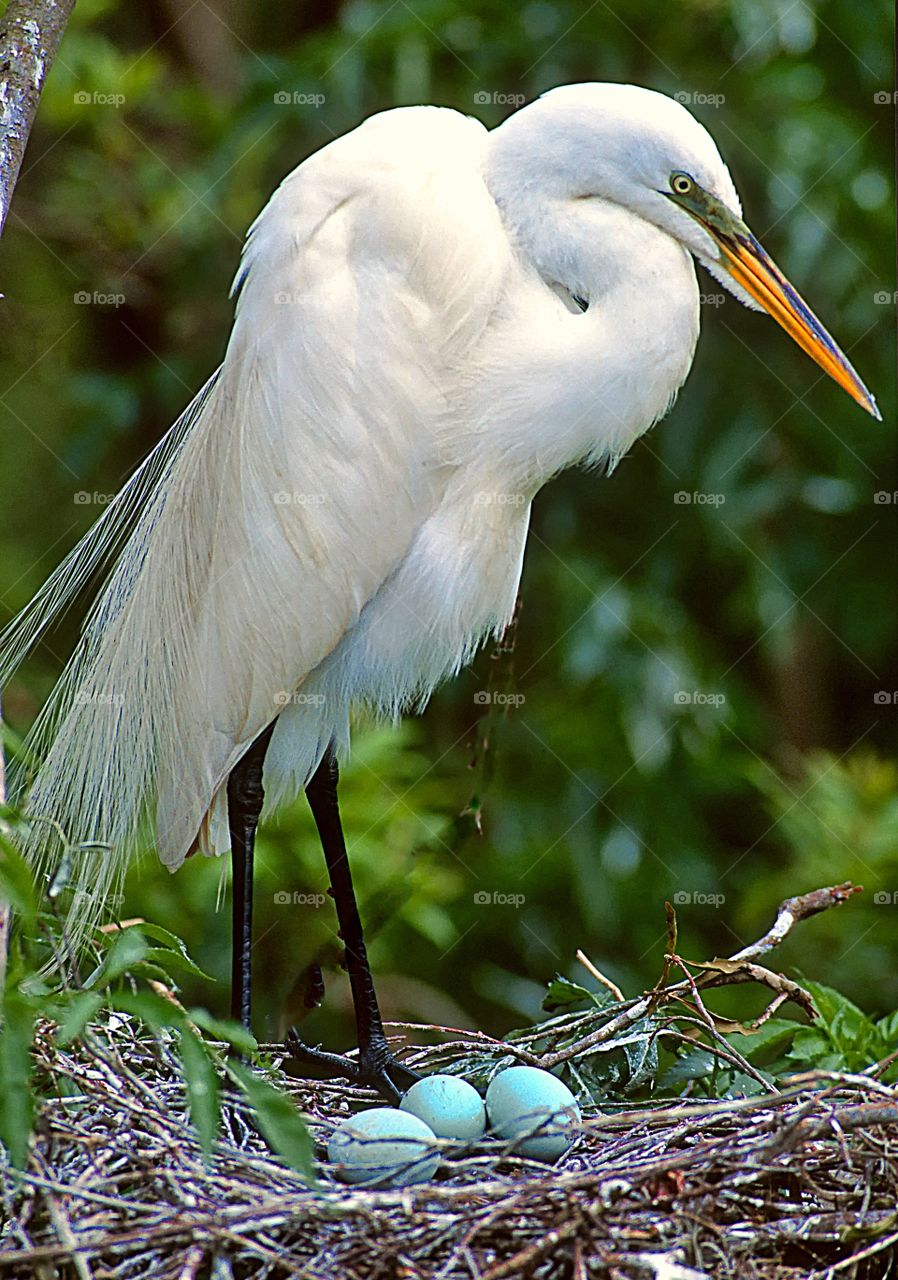 Portrait of a Great Egret on it’s nest, with three cobalt blue eggs.