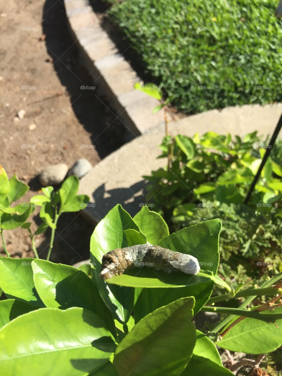 Swallowtail caterpillar 