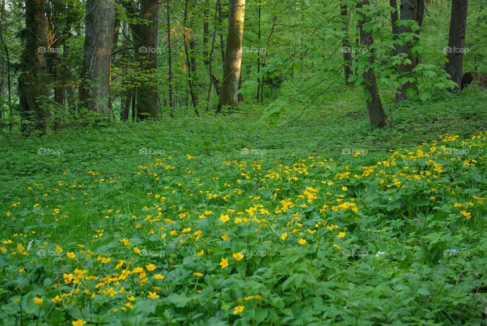 Green plants growing in forest