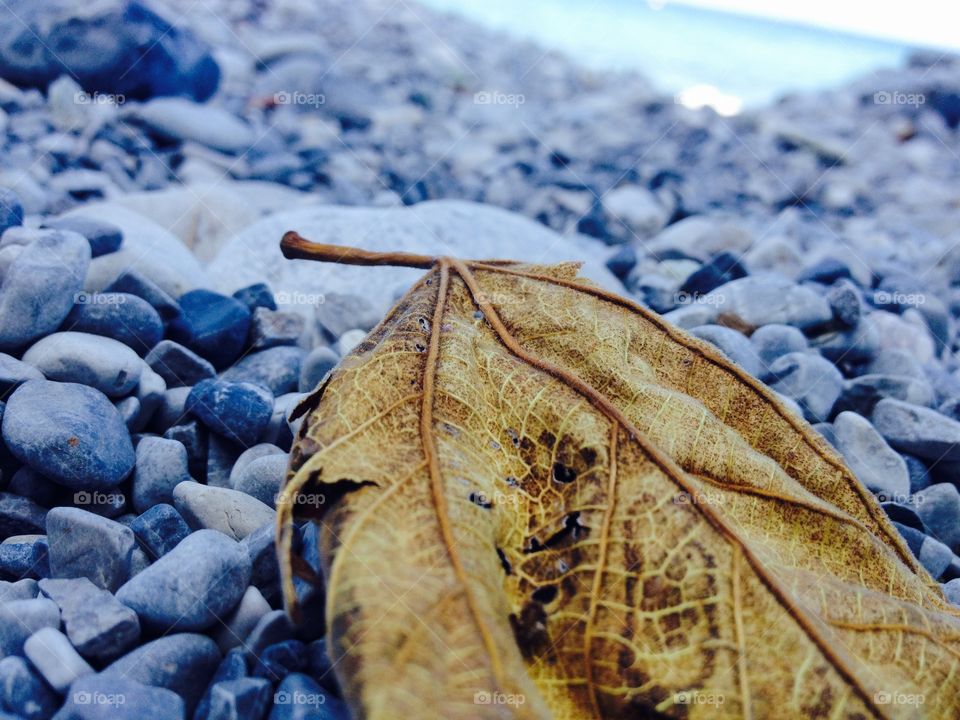 Differences. Just a photo of a dead leaf that I took on a beach in Summer,it shows the difference between Summer and Winter
