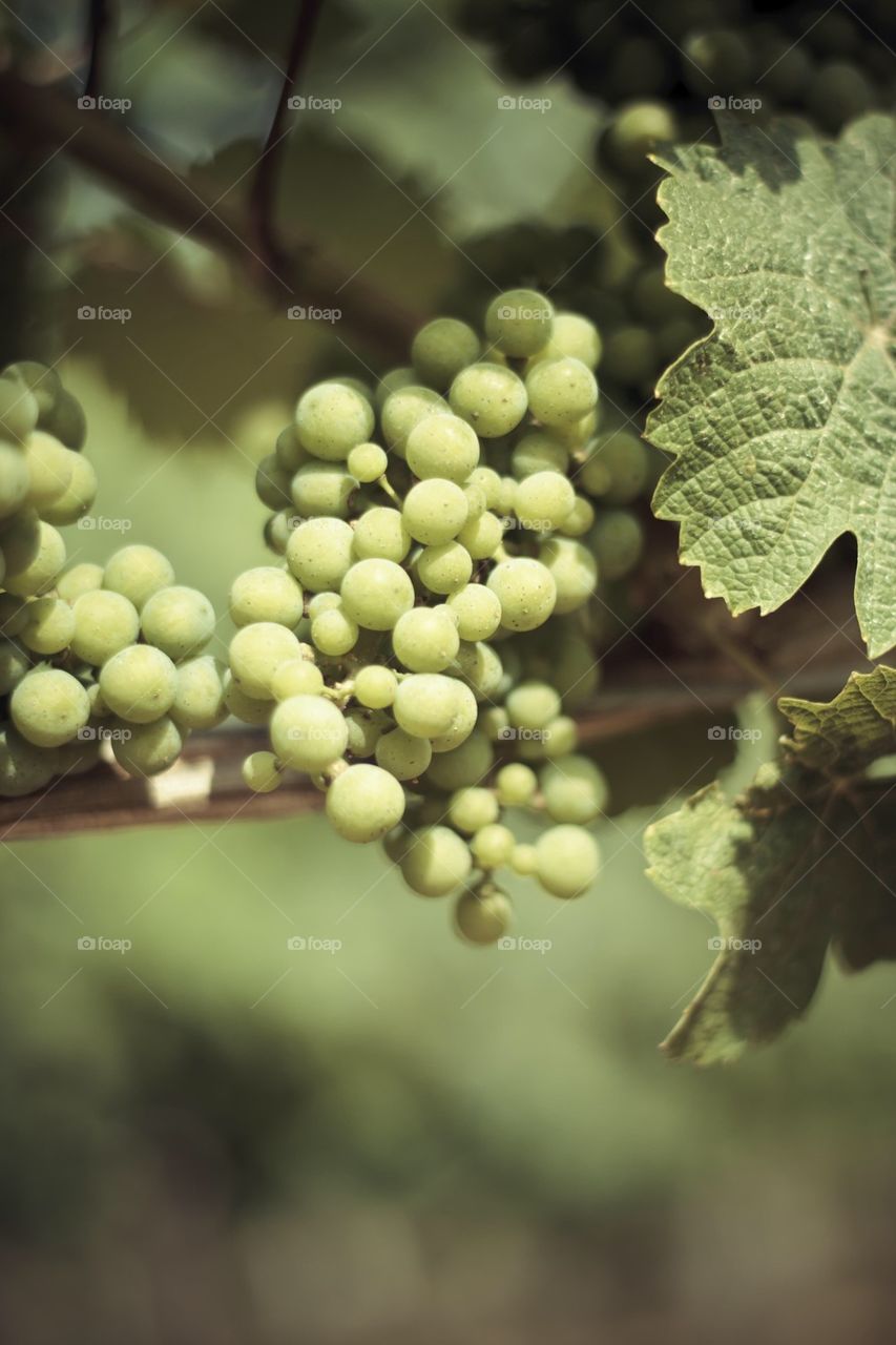 Green Grapes