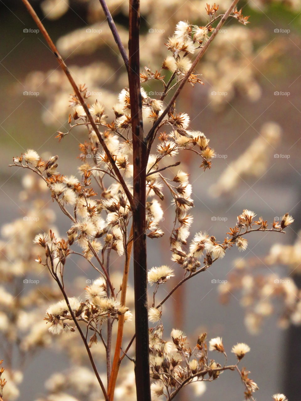 beautiful plant