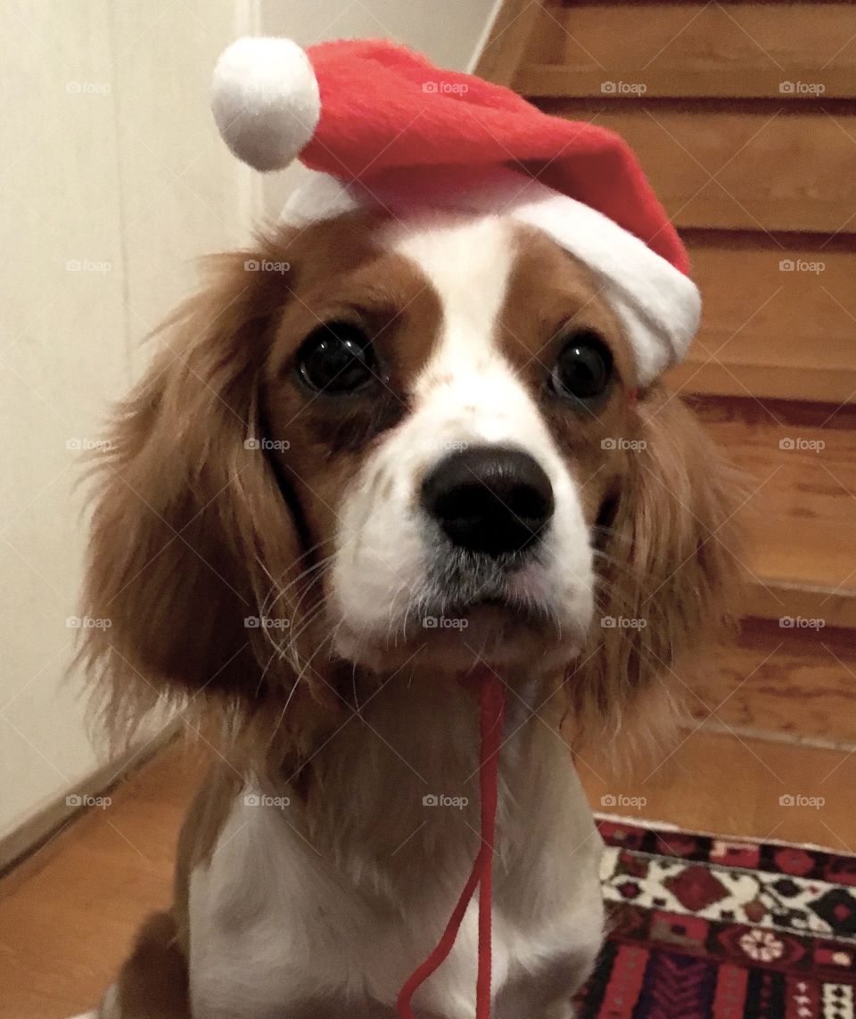 Merry Christmas Dog