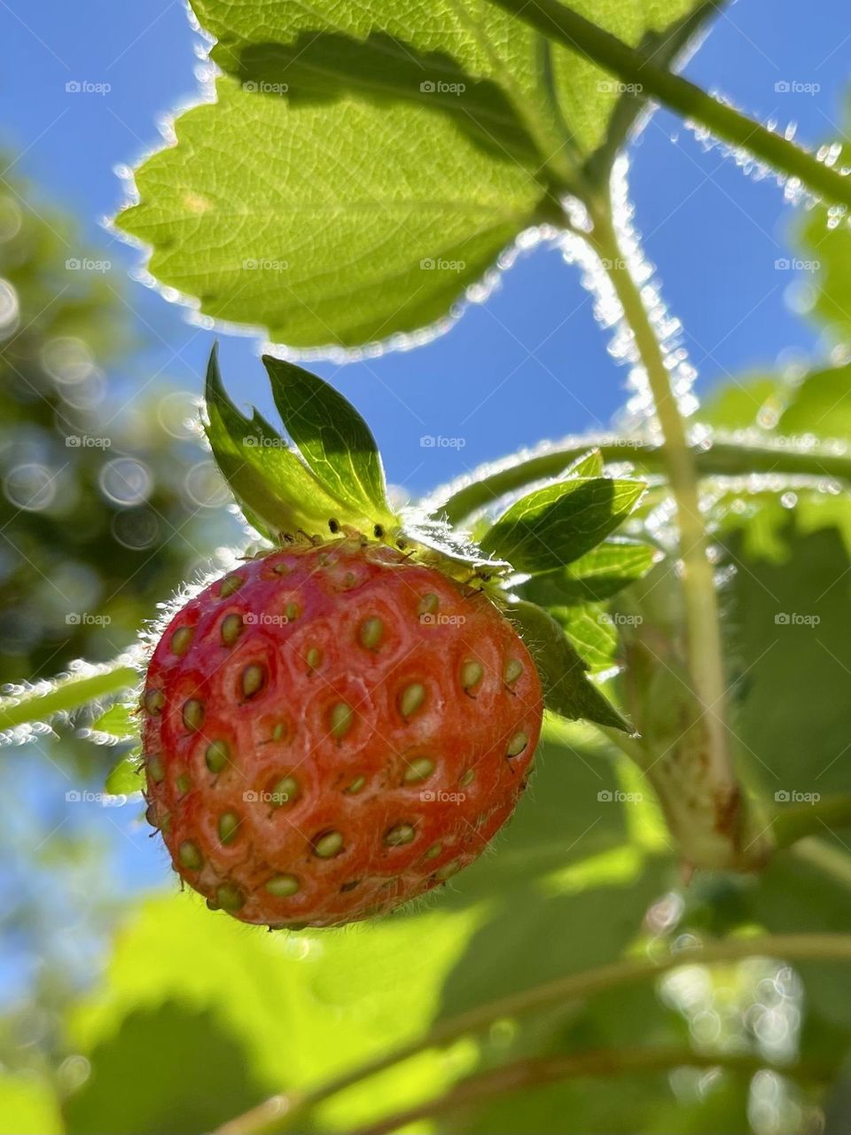 Strawberry season begins with the warmth of the summer sun in Washington State