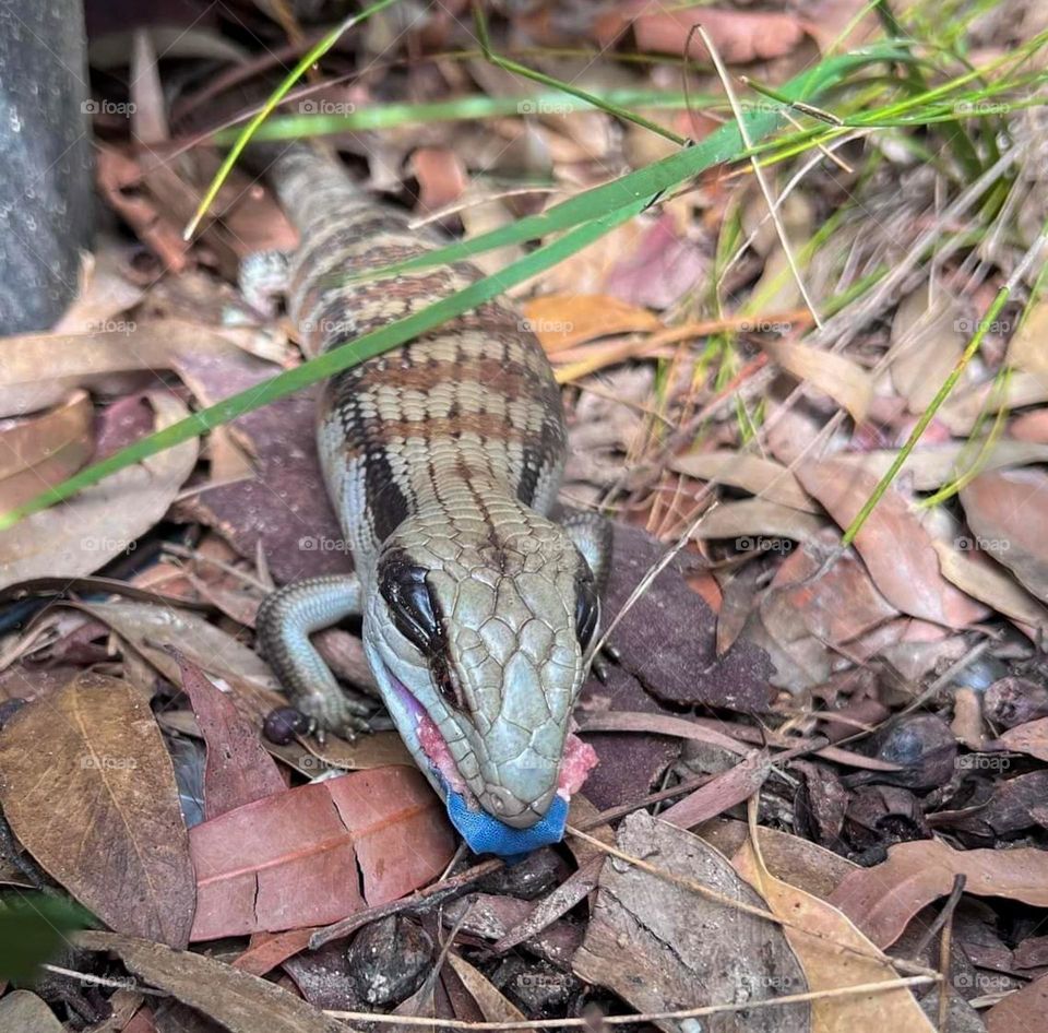 A blue tongue lizard eating mince meat. Always comes for a visit and a feed photograph taken in Tooraweenah New South Wales Australia