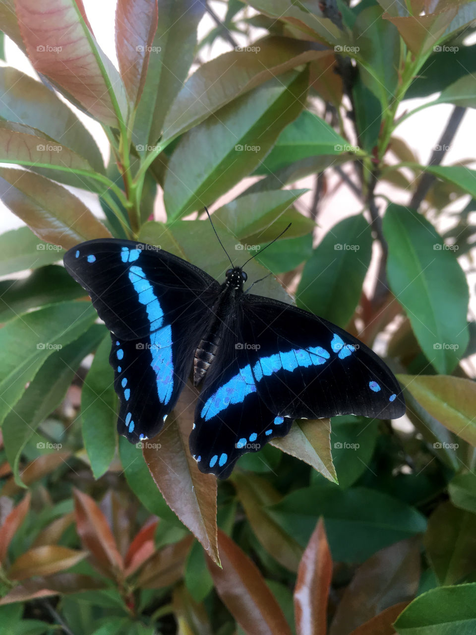 Blue and black butterfly